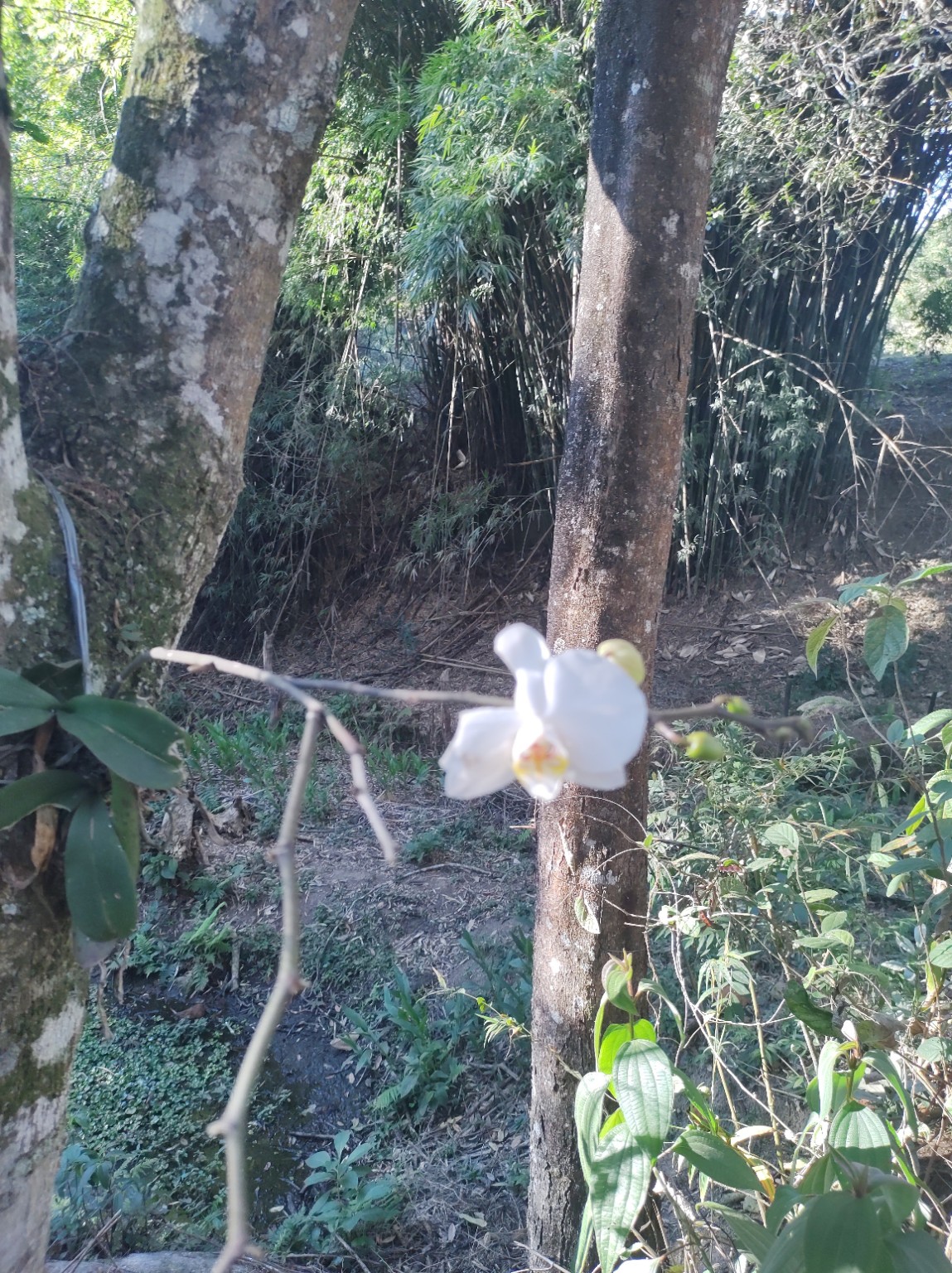 Orquídea